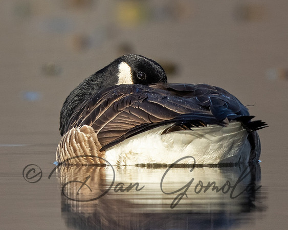 Canada Goose