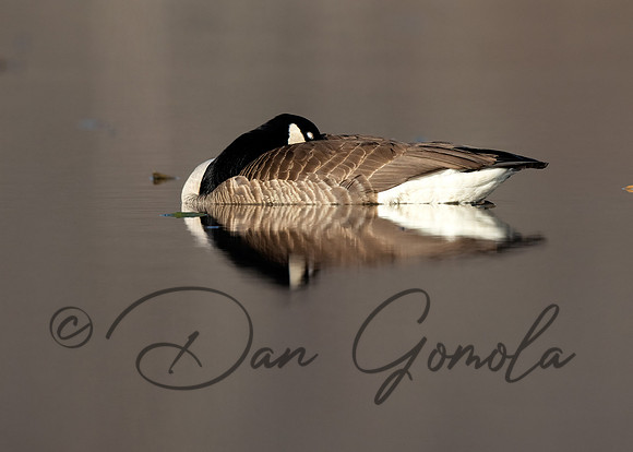 Canada Goose