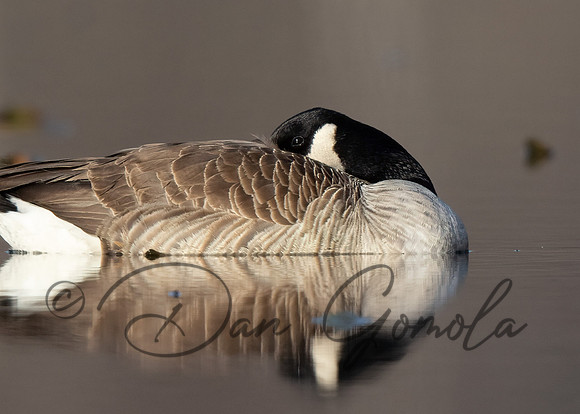 Canada Goose