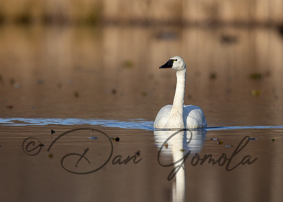 Tundra Swan