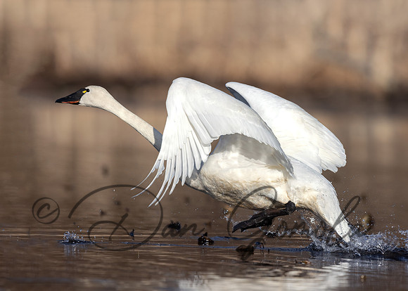 Tundra Swan