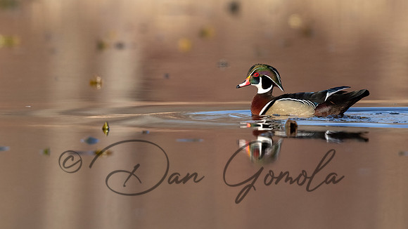 Wood Duck