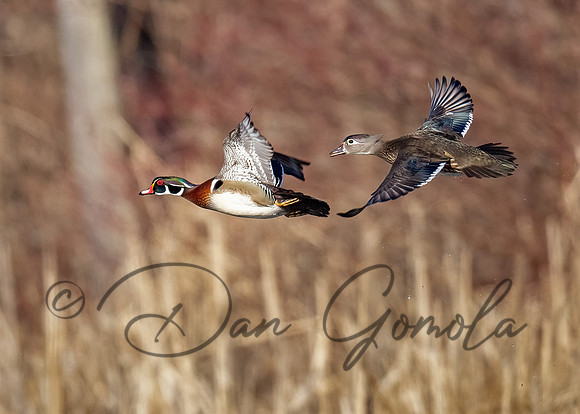 Wood Duck