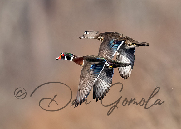 Wood Duck