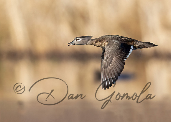 Wood Duck