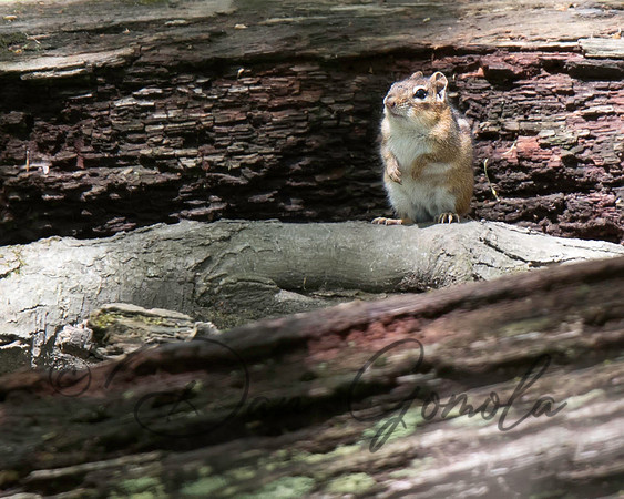 Eastern Chipmunk