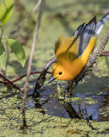 Prothonotary Warbler