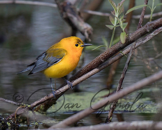 Prothonotary Warbler