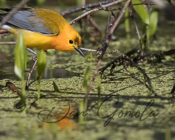 Prothonotary Warbler