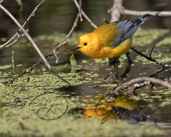 Prothonotary Warbler