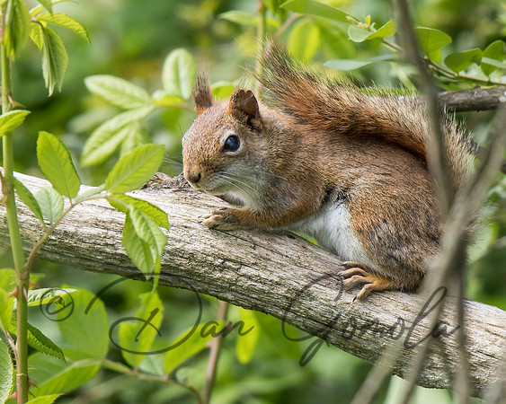 Red Squirrel