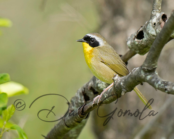 Common Yellowthroat