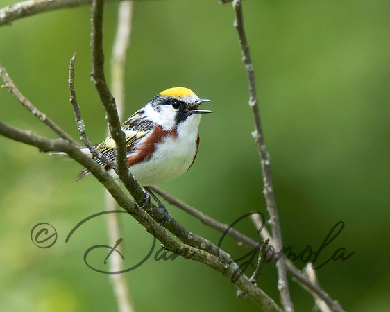 Chestnut-sided Warblerx