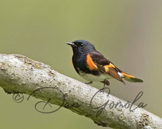 American Redstart