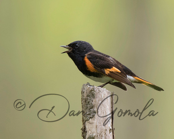 American Redstart