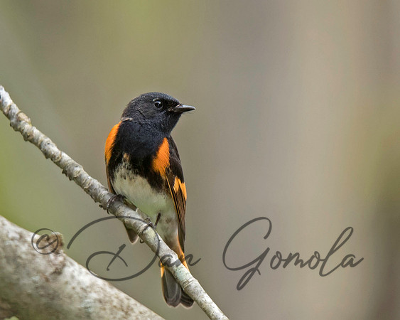 American Redstart