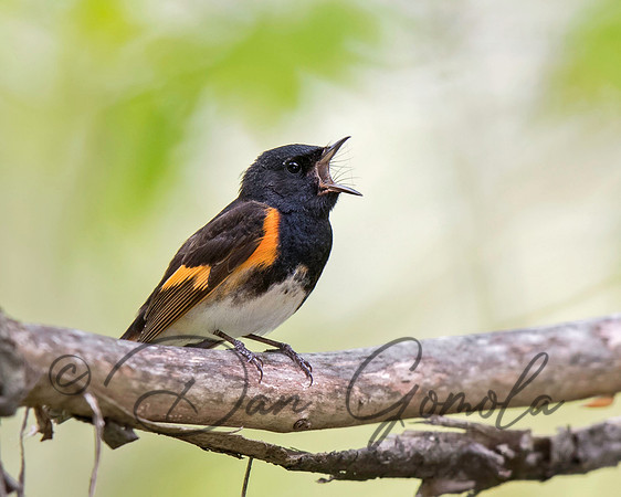 American Redstart