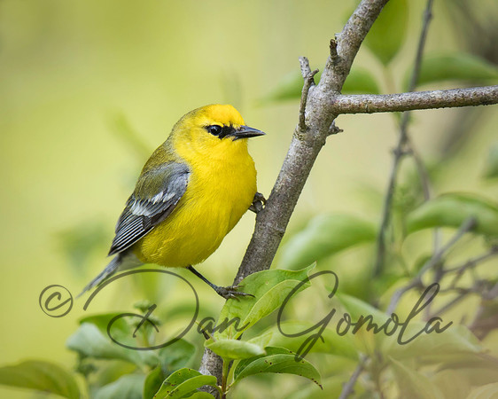 Blue-winged Warbler