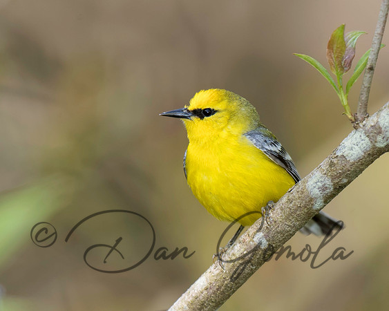Blue-winged Warbler