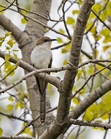 Black-billed Cuckoo