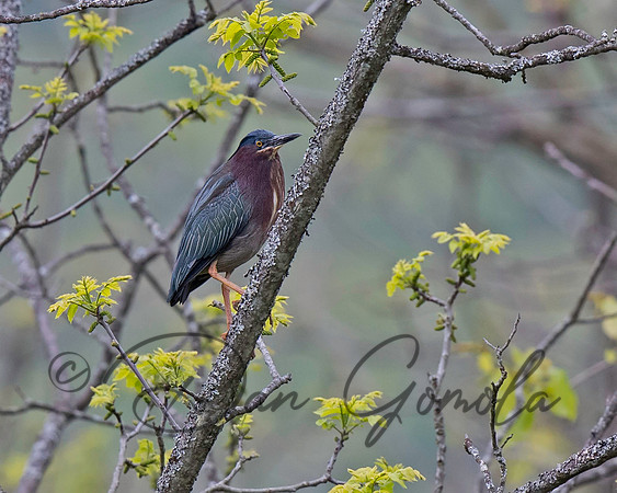 Green Heron