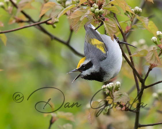 Golden-winged Warbler