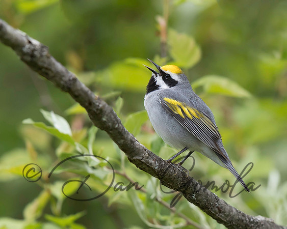 Golden-winged Warbler