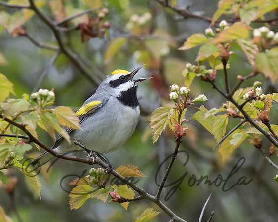 Golden-winged Warbler