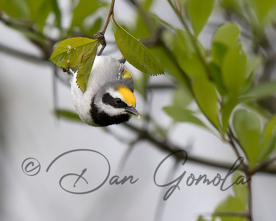 Golden-winged Warbler