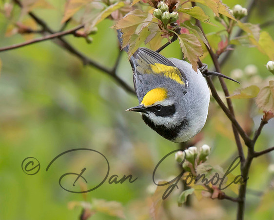 Golden-winged Warbler