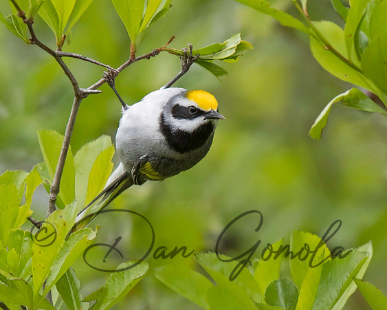 Golden-winged Warbler