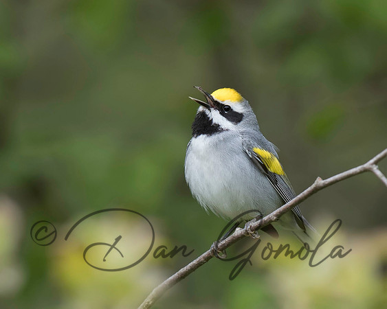 Golden-winged Warbler