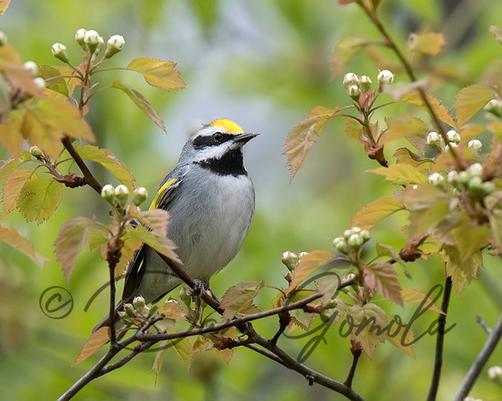 Golden-winged Warbler