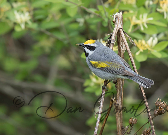 Golden-winged Warbler