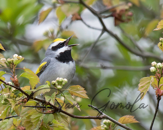 Golden-winged Warbler