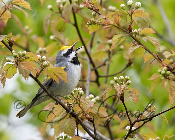 Golden-winged Warbler