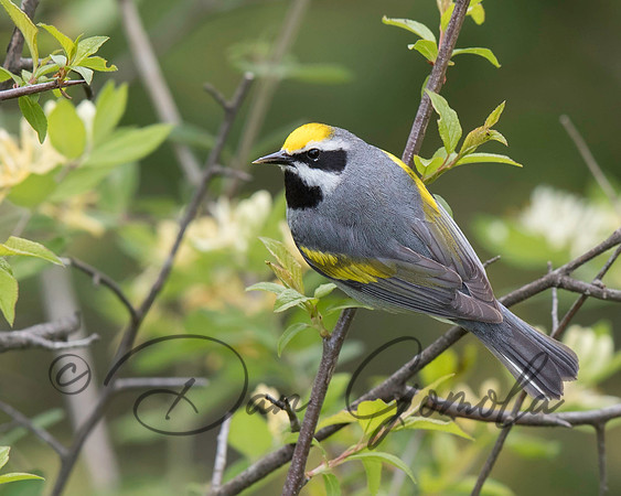 Golden-winged Warbler