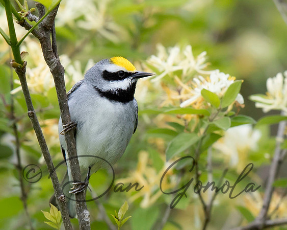 Golden-winged Warbler