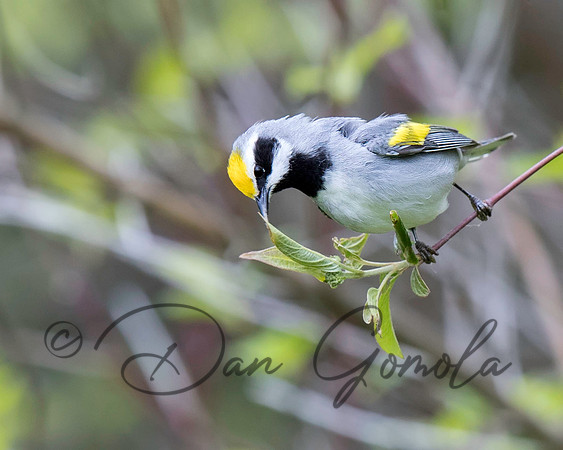 Golden-winged Warbler