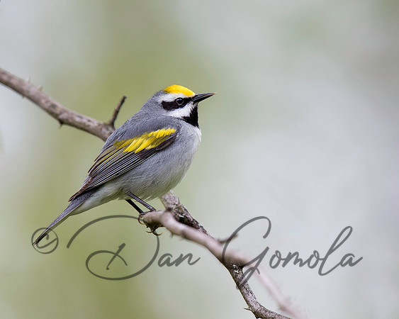 Golden-winged Warbler