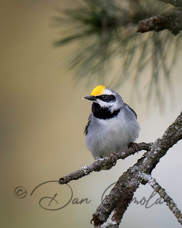 Golden-winged Warbler