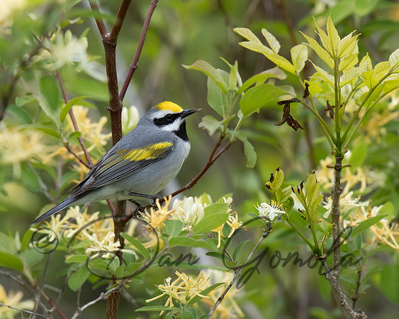 Golden-winged Warbler