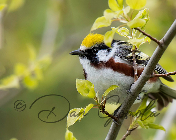 Chestnut-sided Warbler