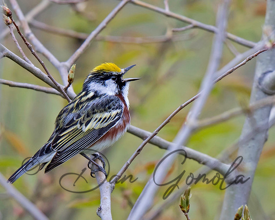 Chestnut-sided Warbler