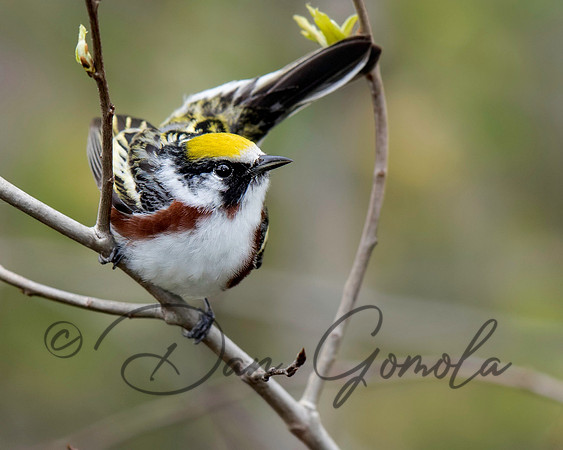 Chestnut-sided Warbler