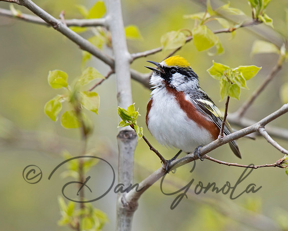 Chestnut-sided Warbler
