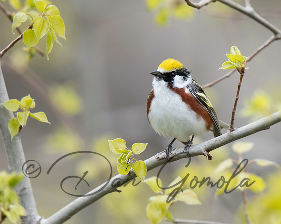 Chestnut-sided Warbler
