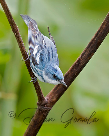 Cerulean Warbler