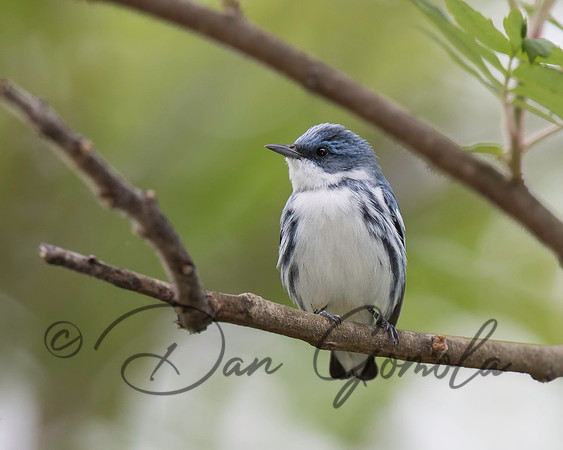 Cerulean Warbler