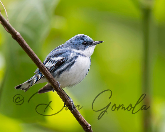 Cerulean Warbler